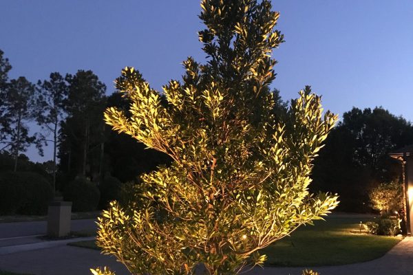 Low-voltage landscape uplighting illuminating a tree canopy at dusk